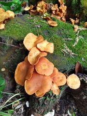 Desarmillaria tabescens