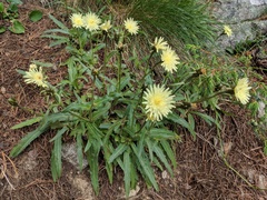 Schlagintweitia intybacea