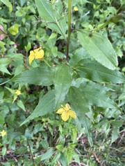 Goodenia ovata