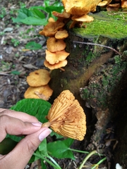 Desarmillaria tabescens