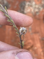 Eremophila battii