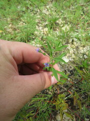 Trichostema brachiatum