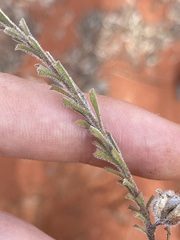 Eremophila battii