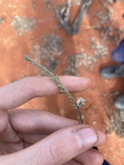 Eremophila battii