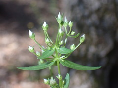 Gentianella microcalyx
