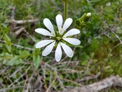 Stellaria chilensis