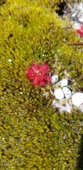 Drosera trinervia