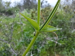 Stellaria chilensis