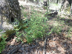 Gentianella microcalyx