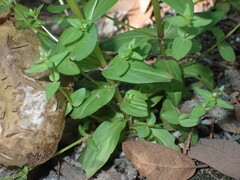 Gentianella microcalyx