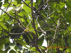 Pericrocotus speciosus