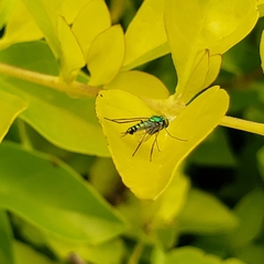 Condylostylus caudatus