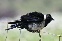 Corvus dauuricus