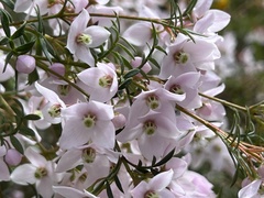 Boronia floribunda