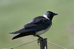 Corvus dauuricus