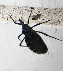 Triatoma gerstaeckeri