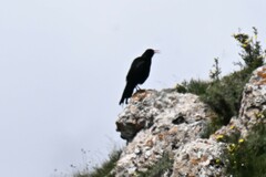 Pyrrhocorax pyrrhocorax