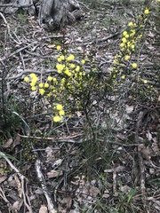 Acacia acinacea