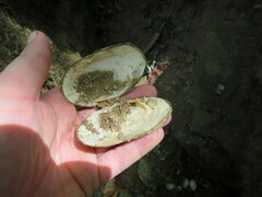 Cambarunio taeniatus