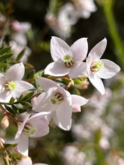 Boronia floribunda