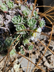 Draba cinerea