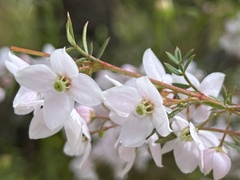 Boronia floribunda