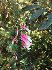 Epacris longiflora