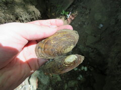 Cambarunio taeniatus