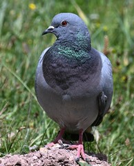 Columba rupestris
