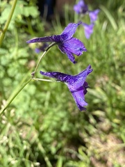 Delphinium glaucum