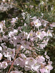 Boronia floribunda
