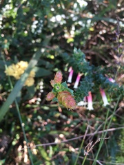 Epacris longiflora