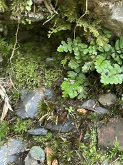 Thuidium delicatulum