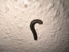 Anadenobolus monilicornis