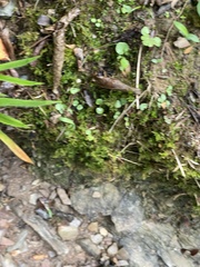 Thuidium delicatulum