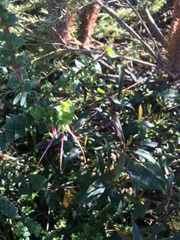 Epacris longiflora