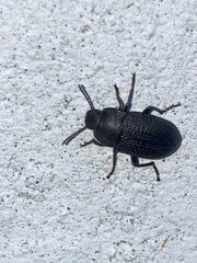Asiopus minimus