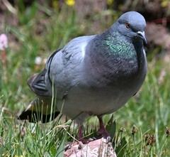 Columba rupestris