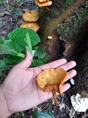 Desarmillaria tabescens