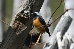 Phoenicurus hodgsoni