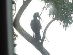 Bucorvus abyssinicus