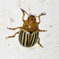 Leptinotarsa texana