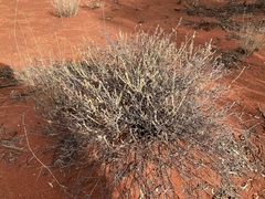 Eremophila battii