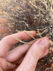 Eremophila battii