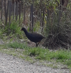 Gallinula tenebrosa