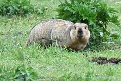 Marmota himalayana
