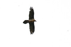 Gypaetus barbatus