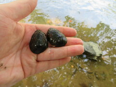 Lemiox rimosus