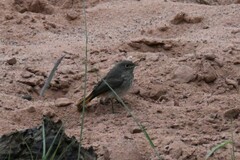 Phoenicurus ochruros