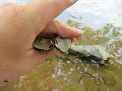 Lemiox rimosus